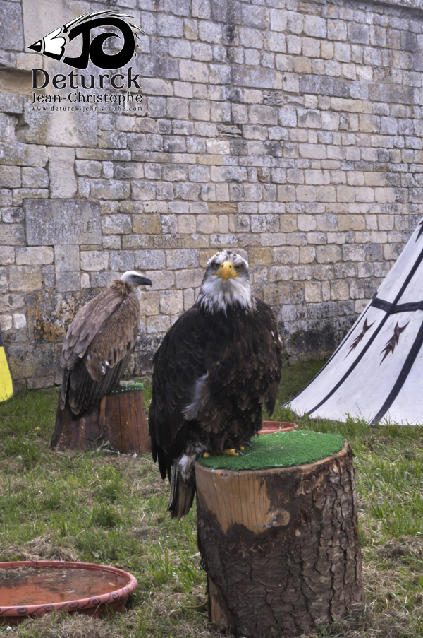 un aigle exposÃ© lors d'une animation mÃ©dievale