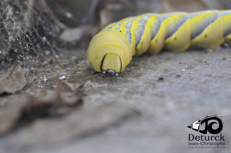  chenille de shinx tête de mort (acherontia atropo)