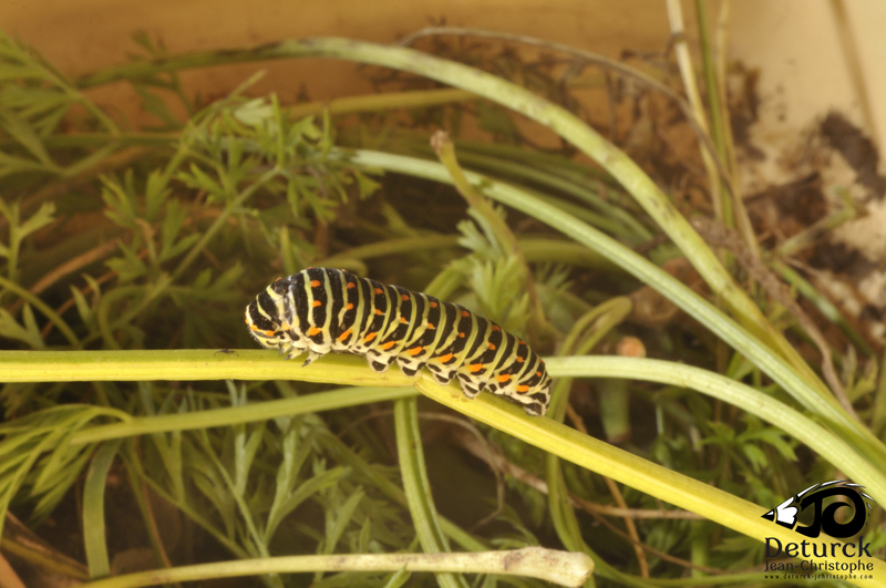 chenille du machaon